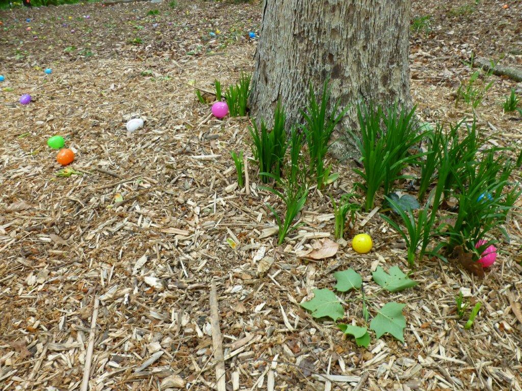Rutledge Park Turtle Egg Hunt 2013